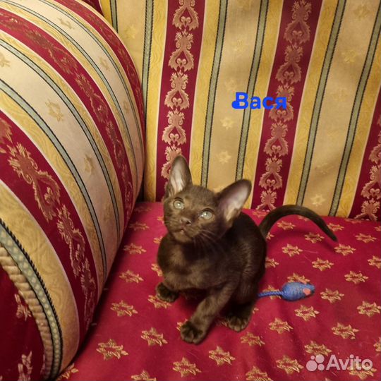 Ориентальные котята