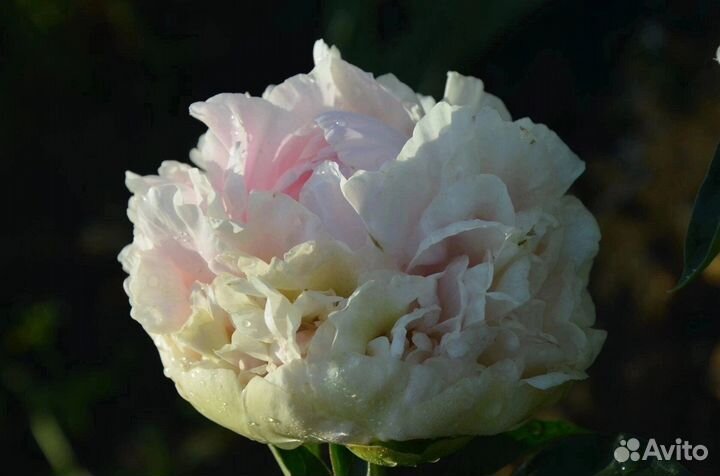 Пионы -корневища для осенней посадки