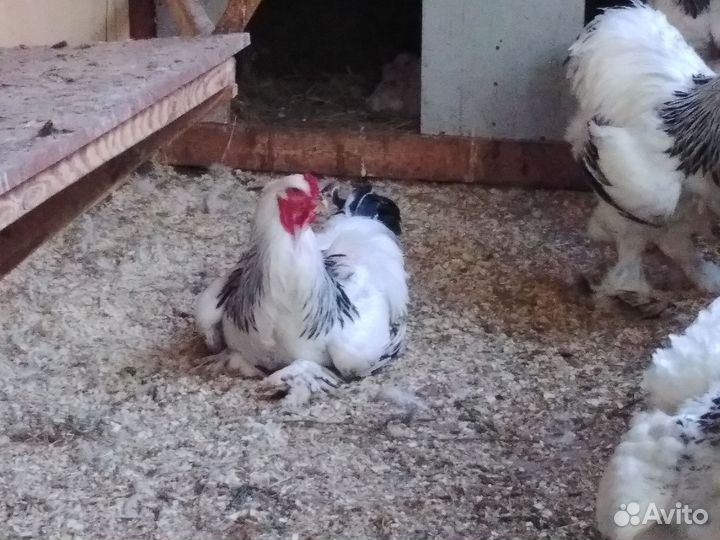 Инкубационное яйцо брама колумбийская в наличии