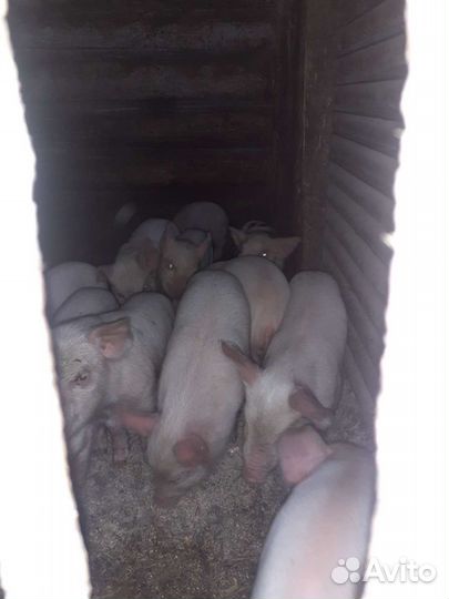 Поросята 2 мес