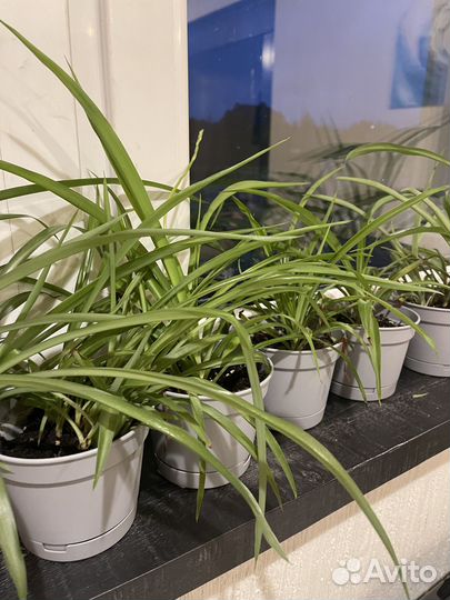 Хлорофитум