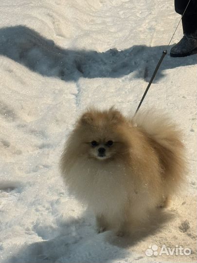 Кобель шпиц вязка