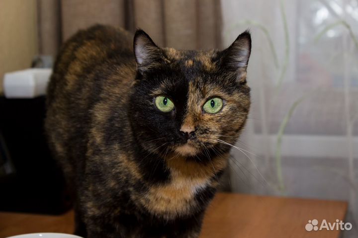 Чудо-женщина Петюня