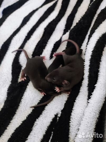 Декоративные крысята