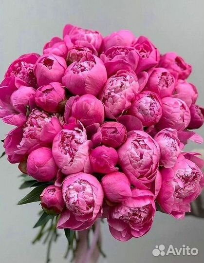 Пионы Букет пионов