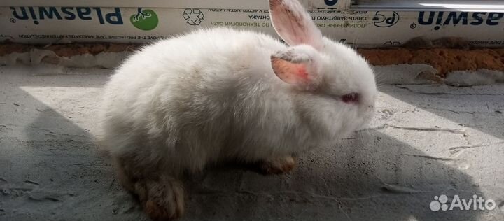 Декоративные кролики