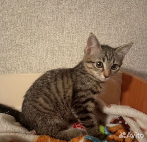 Очаровательный котёнок