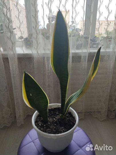 Сансевиерия лауренти 2 корня