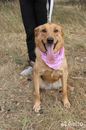 Баффи - рыжее солнышко - ищет дом