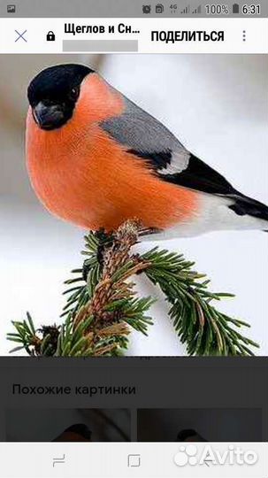 Птички лесные