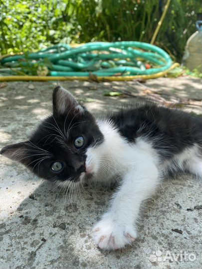 Котенок в добрые руки