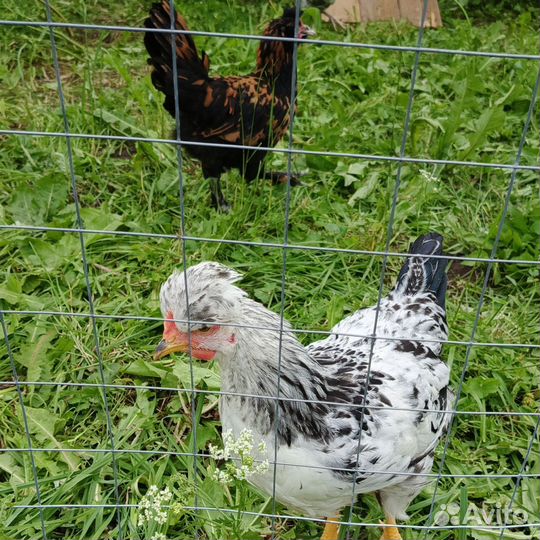 Куры породные