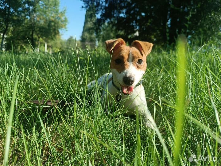 Джек Рассел терьер