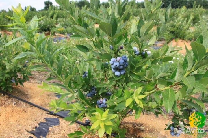 Саженцы голубики 70-90 см Дениз Блю
