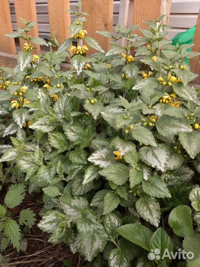 Почвопокровные растения