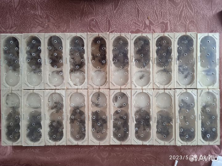 Пчеломатки среднерусской породы