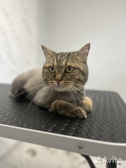 Стрижка собак и кошек всех пород