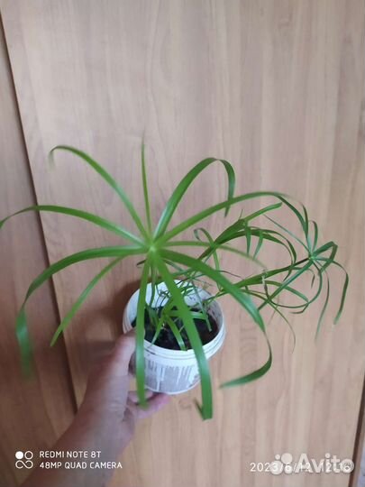 Циперус или болотная пальма