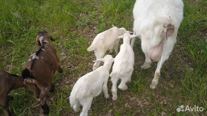 Козлики нубийцы