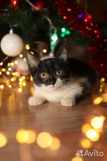 Котенок в дар