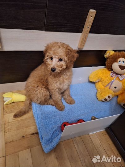 Карликовый пудель