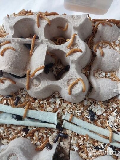 Мучной червь (живой)