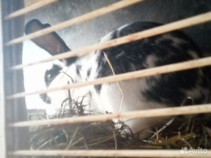 Кролики, яйца