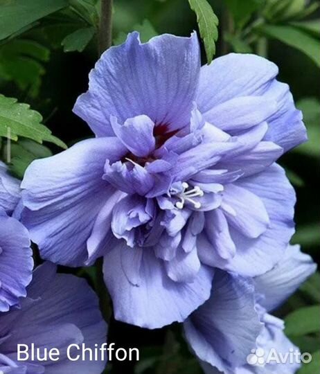 Гибискусы сирийские махровые