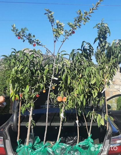 Саженцы персика плодоносящего