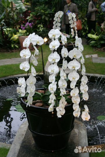 Орхидея Sogo Yukidian