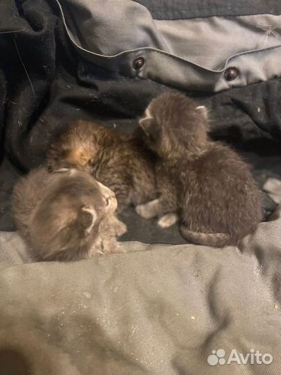 Котята в добрые руки