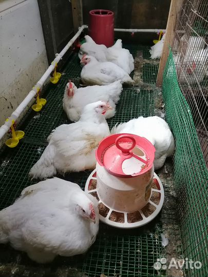 Мясо домашнего бройлера