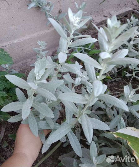 Многолетники, растения для сада