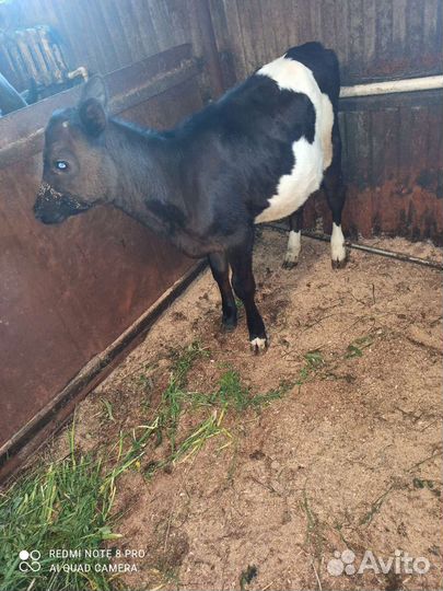 Быки, телочка