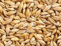Зерно пшеница ячмень яровый