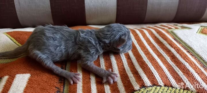 Шотландские котята метисы в добрые руки