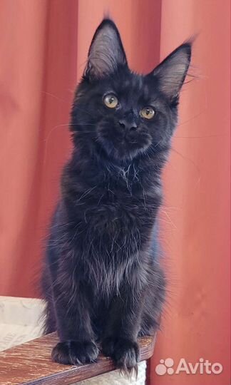 Котята мейн-кун