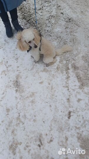 Малый пудель вязка