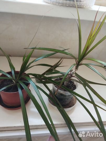 Цветы комнатные