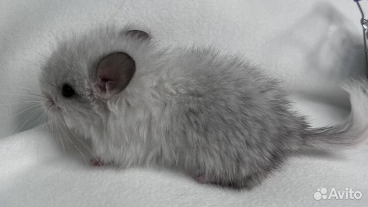 Шиншилла мальчики и девочки