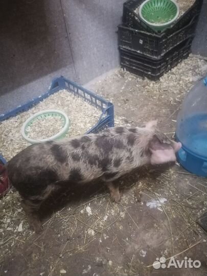 Свинья живая