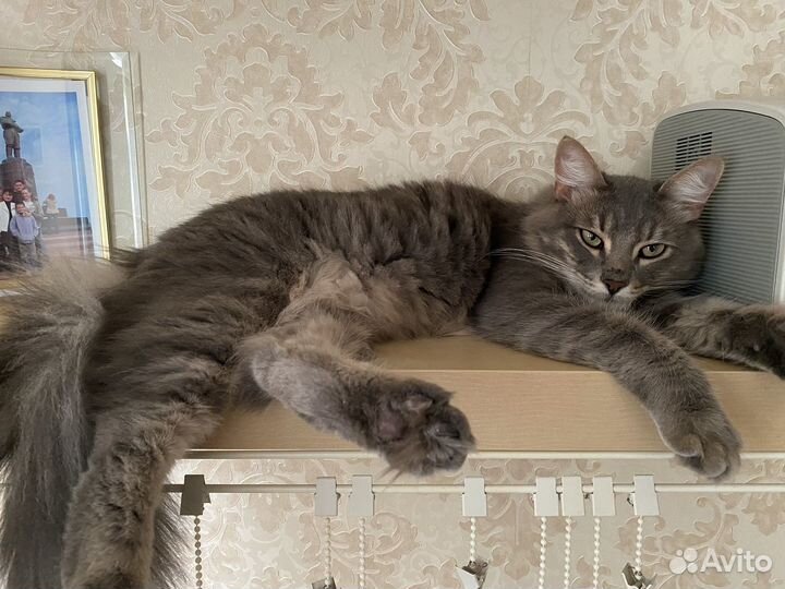 Кот