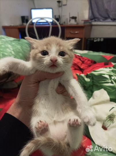 Отдам в хорошие руки котенка