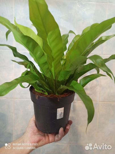 Папоротник асплениум