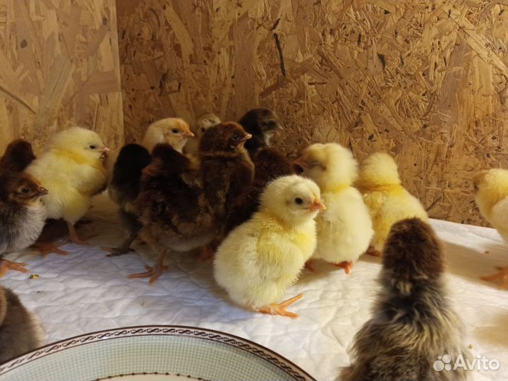 Цыплята суточные и подрощенные