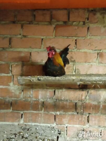 Петухи, яйцо,декоративные корочки