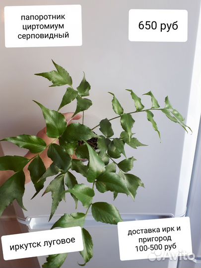 Комнатные растения