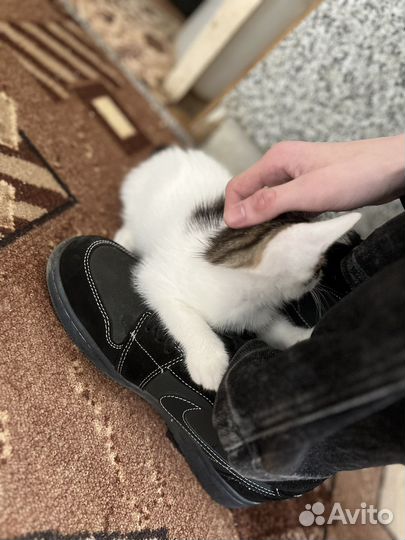 Котики бесплатно