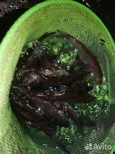 Живец для рыбалки