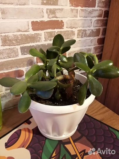 Красула толстянка